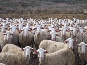 Lista de las Enfermedades Animales que se han Producido en Europa en lo que va de Año