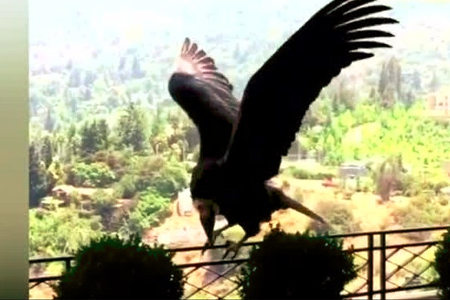 Lo Barnechea Apela a La Carne Equina para Alejar a Los Cóndores de las Casas