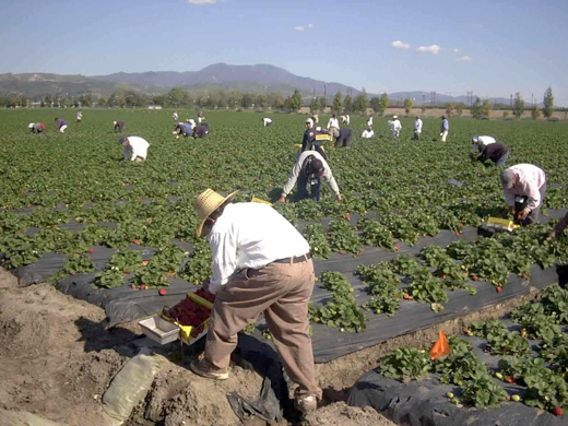 Concentración Agrícola
