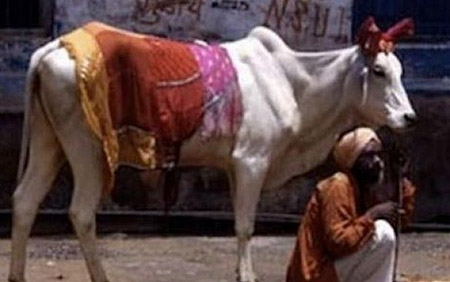 Precio de la orina de la vaca supera al de la leche en India