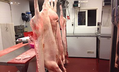 Aprobada la Autorización del Transporte de Canales a Temperaturas Superiores a 7º C