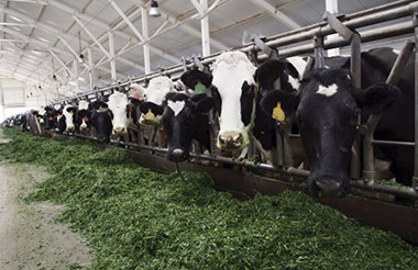 Porqué Ocuparse del Bienestar Animal