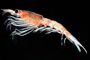 Ballenas y ecosistema antártico bajo amenaza por pesquería de krill