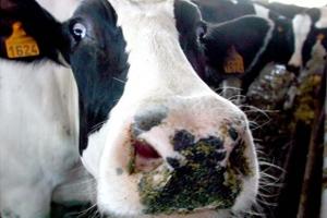 Vacas Locas han Afectado a 217 Europeos