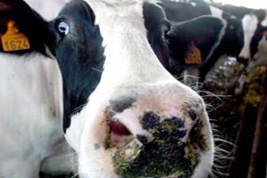Brasil Reportó Caso Sospechoso de Vaca Loca