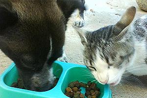 Guía de Alimentación de Perros y Gatos