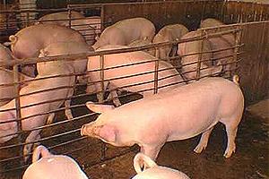 Investigadores Holandeses Desarrollan Estudio sobre Pleuritis en Cerdos en Matadero 