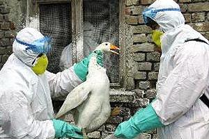 Japón se ve Obligado a Sacrificar Miles de Aves por Brote de Gripe Aviar