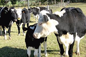 Estudio sobre Prácticas de Manejo Relativas a Prevención y Control del BVD