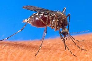 ¿Son los Insectos en las Explotaciones Ganaderas un Riesgo para la Salud Humana?