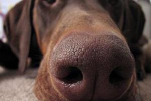 Estudio Japonés Confirma Capacidad de Perros para Detectar Cánceres con el Olfato