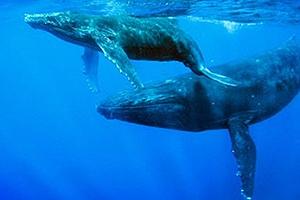 Con estreno en Chile de Documental Ganador del Oscar, se inicia la III Semana de la Ballena Azul