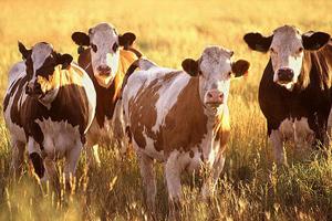 Es Necesaria la Figura del Responsable de Explotación