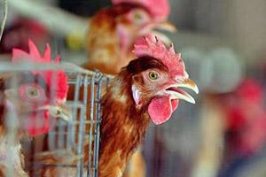 Erradicar el H5N1 Llevará más de 10 Años