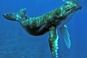 Ballenas Jorobadas, Grandes Migradoras y Cantantes de los Océanos