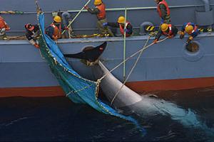Japón Reanuda “Caza Científica” de Ballenas