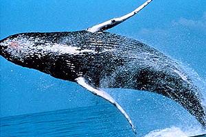 Relato de un Artista Revela la Crueldad sobre Matanza de Ballenas