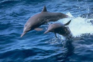 Estudio Revela que los Delfines son los Chefs del Océano