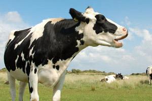 Analizarán Estado de la Tuberculosis Bovina en Chile 
