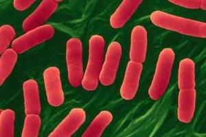 Intervenciones contra Patógenos en Animales Vivos