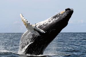 Australia Continua Lucha por Defensa de las Ballenas en Corte Internacional de Justicia