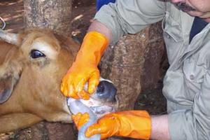 Estudio Analiza Duración del Contagio de la Fiebre Aftosa entre Animales