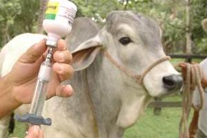 Chile Otorga a Varias Zonas de Colombia el Estatus de Libre de Fiebre Aftosa