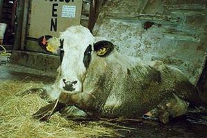 CSIC Desarrolla Sensor para Detectar Priones en la Sangre de Animales antes que se Produzcan Síntomas de la Enfermedad