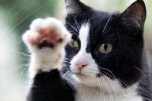 Dos Problemas Frecuentes de Comportamiento