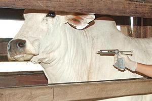 Estudio Analiza la Duración de Contagio de Fiebre Aftosa entre Animales