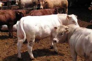 Científicos del ARS Investigan Efectos de un Ingrediente del Pienso en los Niveles de E. coli en el Ganado Bovino