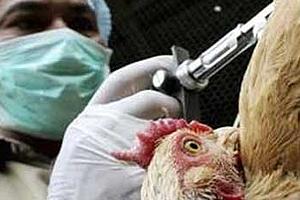 Comisión Europea Envía a Sudáfrica Equipo Veterinario para Controlar Brote de Gripe Aviar