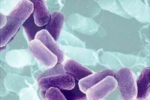 Epidemia de E. Coli se Debió a Brotes Germinados y no a Pepinos