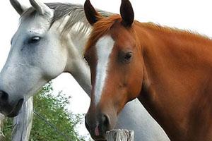 El Departamento de Agricultura Estadounidense da por Terminado el Brote de EHV-1