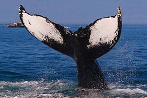 Intereses Balleneros Secuestran Futuro de las Ballenas