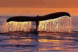 El Nuevo Orden Ballenero: Despotismo Amenaza Comisión Ballenera Internacional