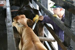 Fiebre Aftosa en Santo Domingo, en Ecuador