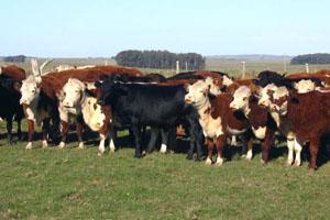 Desarrollan Sistema Multipropósito para la Identificación de Ganado