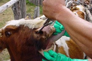 Fiebre Aftosa en China