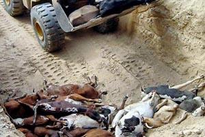 Detectan Foco de Fiebre Aftosa y se Suspende Exportación de Carne en Paraguay