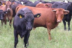 Investigadores Descubren Conexión Genética entre Tres Enfermedades del Ganado Bovino