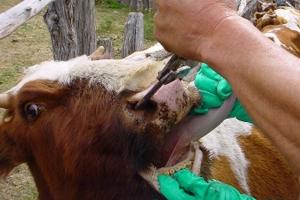 En Paraguay Sacrifican a más de 800 Reses por Brote de Fiebre Aftosa