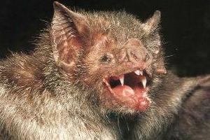 Mueren 20 Personas en Perú por Virus de la Rabia