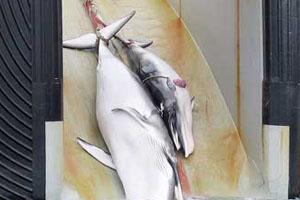 Gobierno Japonés Favorece Continuación de Matanza de Ballenas sobre Reconstrucción del País