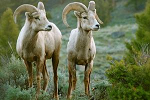 Médico Veterinario Estudia Trasmisión de Enfermedades entre Animales con Colaboradores de Yellowstone
