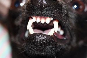 Casos de Rabia Humana y Canina en Bolivia