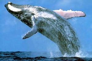 Latinoamérica Unida en Defensa de la Antártica y Ballenas Frente a la Caza “Científica” de Japón