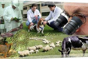 Facultad de Ciencias Veterinarias de la Universidad Austral de Chile Abre Nuevo Magíster en Ciencia Animal