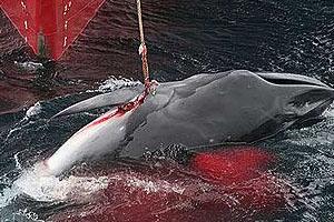 Organizaciones Civiles Japonesas Rechazan Uso de Fondos Públicos para Operaciones Balleneras