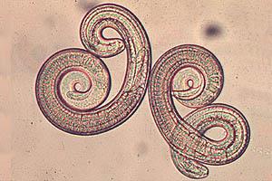 Publican Modificación a Reglamento sobre Métodos para la Detección de Triquinas